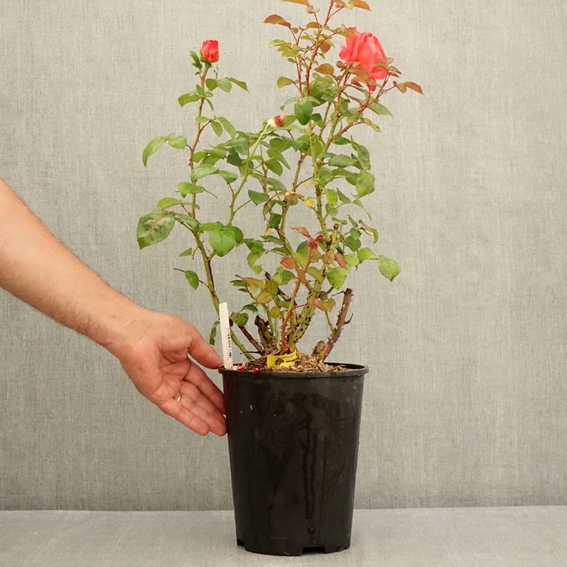 Example of Rosa Agatha - Grootbloemige roos Pot van 4 l/5 l as you get in ete