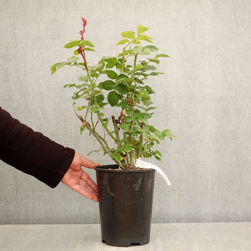 Exemplaar van Rosa Alexandra David Neel - Grootbloemige roos Pot van 4 l/5 l zoals geleverd in de lente