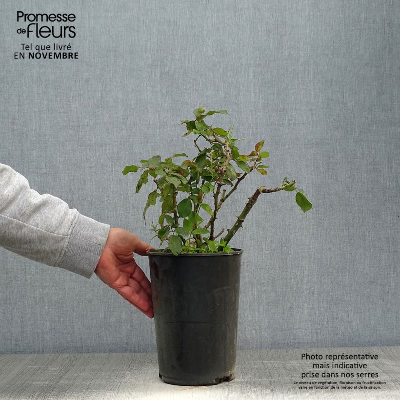 Exemplaar van Rosa Alissar Princess of Phoenicia - Struikroos Pot van 4 l/5 l zoals geleverd in de herfst