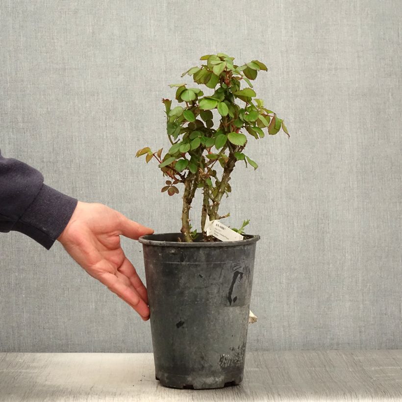 Exemplaar van Rosa Anahe - Grootbloemige roos Pot van 4 l/5 l zoals geleverd in de lente