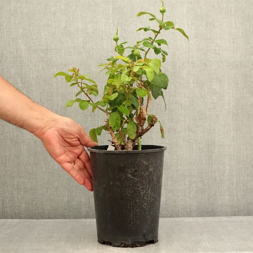 Example of Rosier à grandes fleurs André Le Nôtre Pot van 4 l/5 l as you get in ete