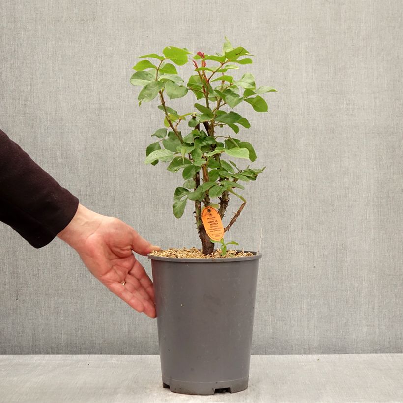 Exemplaar van Rosa André le Nôtre - Grootbloemige roos Pot van 4 l/5 l zoals geleverd in de lente