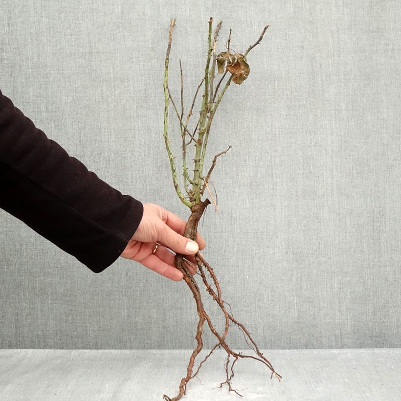 Example of Rosier à grandes fleurs André Le Nôtre Naakte wortel as you get in hiver