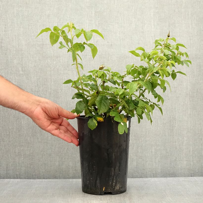 Exemplaar van Rosa Annapurna - Grootbloemige roos Pot van 4 l/5 l zoals geleverd in de zomer