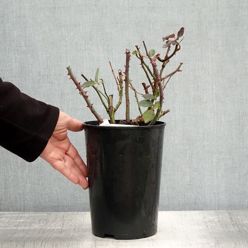 Exemplaar van Rosa Anne Vanderlove - Grootbloemige roos Pot van 4 l/5 l zoals geleverd in de herfst