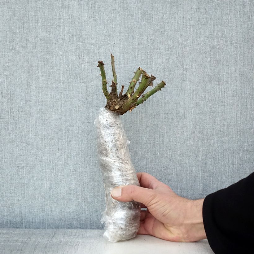 Example of Rosier à grandes fleurs Anne Vanderlove In kluit as you get in hiver