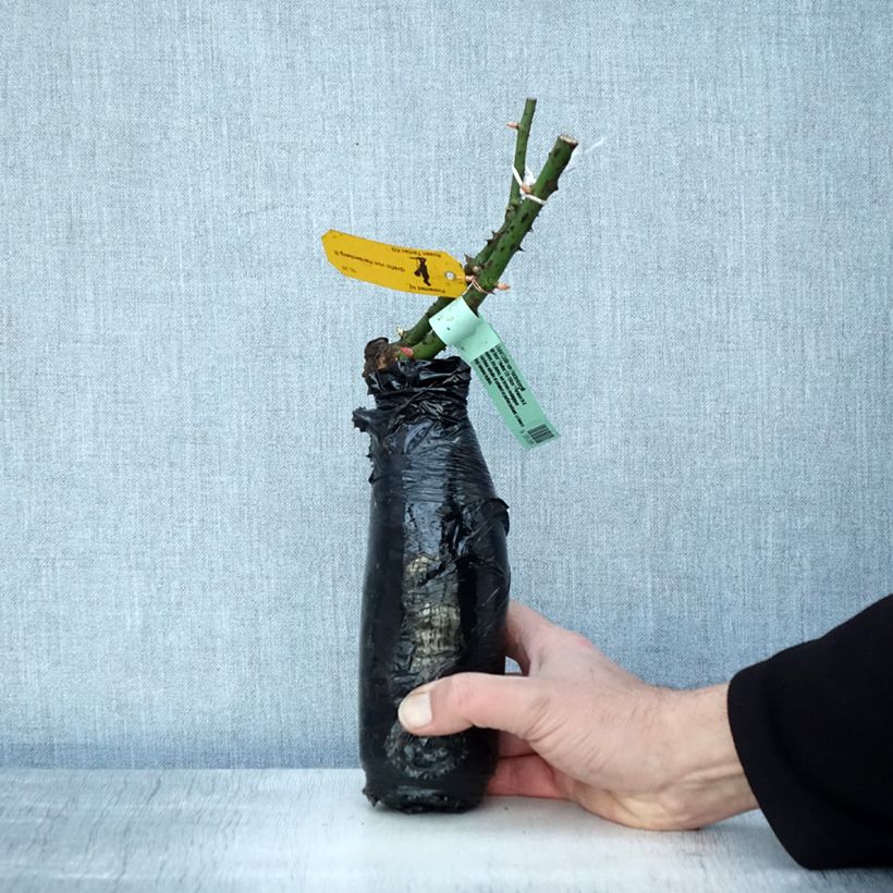 Exemplaar van Rosa Astrid Gräfin von Hardenberg - Grootbloemige roos In kluit zoals geleverd in de winter