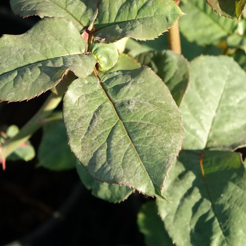 Rosa Astrid Gräfin von Hardenberg - Grootbloemige roos (Blad)