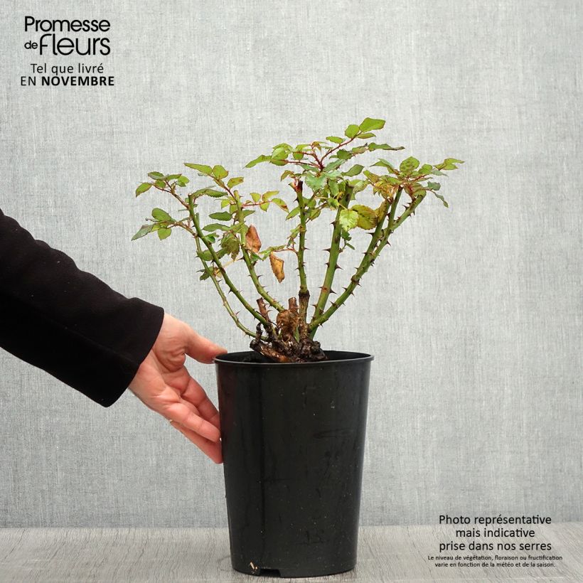 Exemplaar van Rosa Augusta Luise - Grootbloemige roos Pot van 4 l/5 l zoals geleverd in de herfst