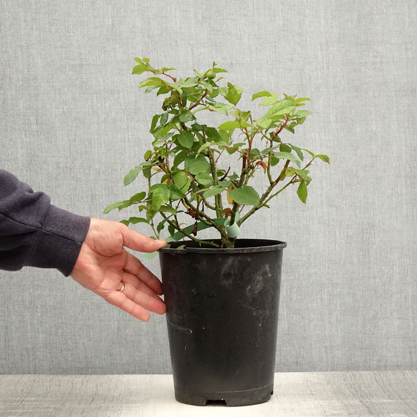Exemplaar van Rosa Augusta Luise - Grootbloemige roos Pot van 4 l/5 l zoals geleverd in de zomer