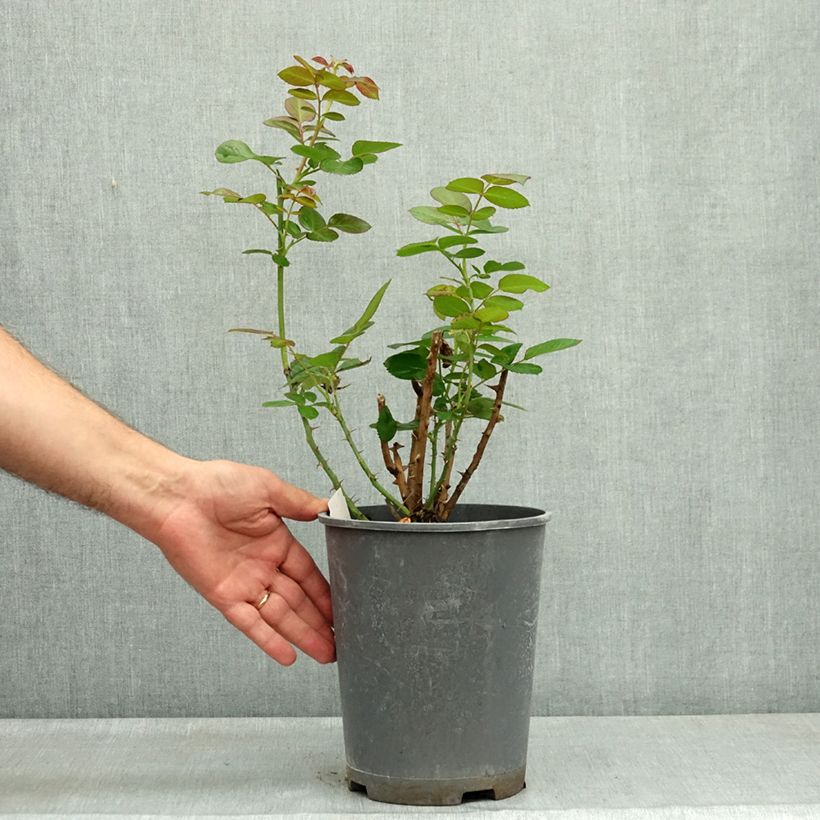 Exemplaar van Rosa Auguste Escoffier - Grootbloemige roos Pot van 4 l/5 l zoals geleverd in de zomer