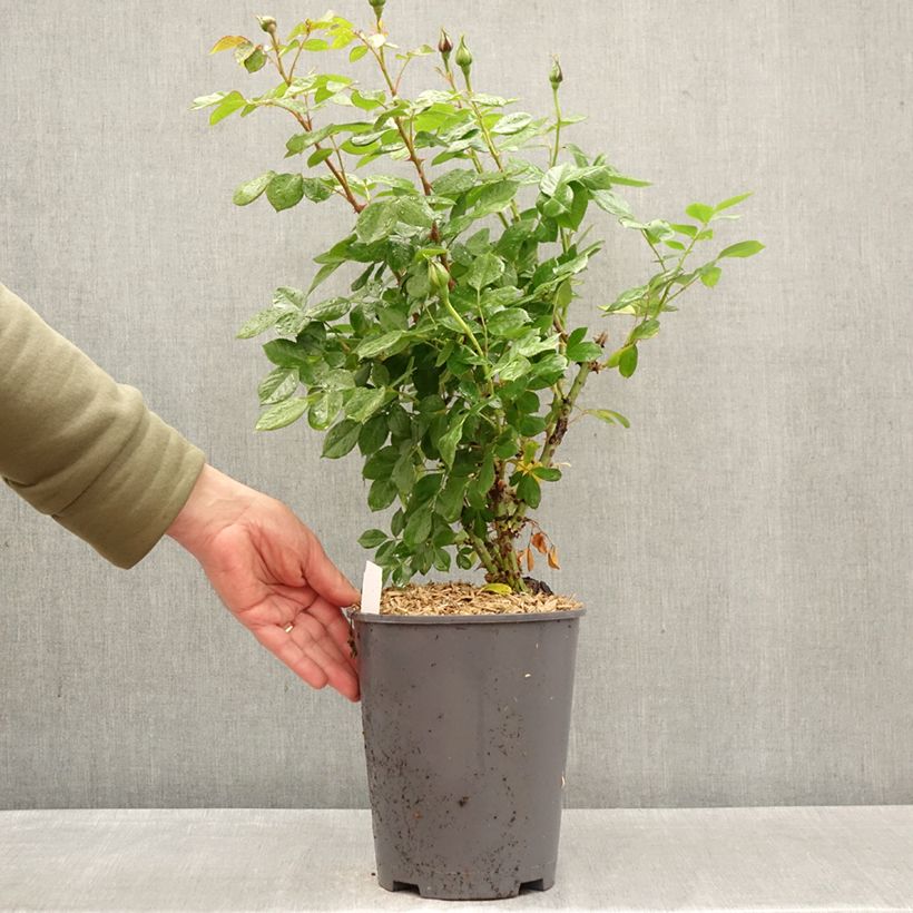 Exemplaar van Rosa Auguste Escoffier - Grootbloemige roos Pot van 4 l/5 l zoals geleverd in de lente