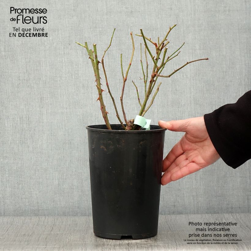 Exemplaar van Rosa Barbados - Grootbloemige roos Pot van 4 l/5 l zoals geleverd in de herfst