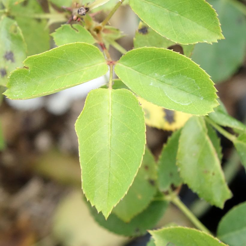 Rosa Belle du Seigneur - Grootbloemige roos (Blad)