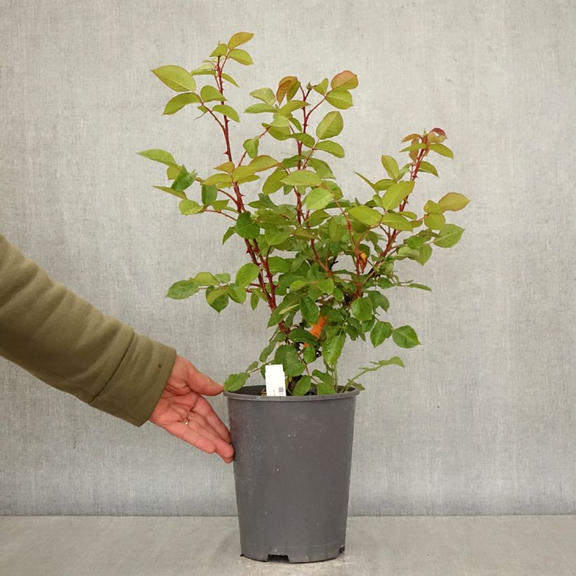 Exemplaar van Rosa Belle Romantica - Grootbloemige roos Pot van 4 l/5 l zoals geleverd in de lente
