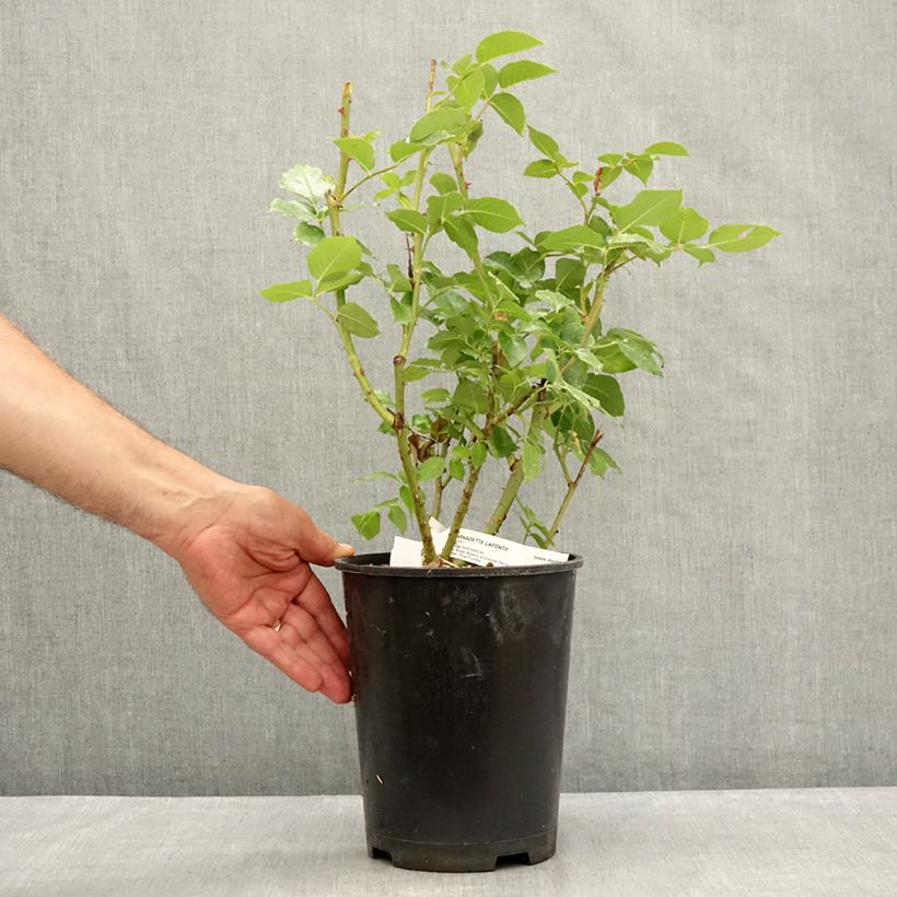Exemplaar van Rosa Bernadette Lafont - Grootbloemige roos Pot van 4 l/5 l zoals geleverd in de zomer