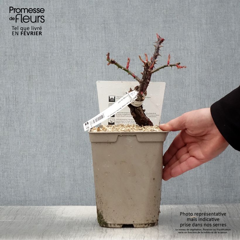 Example of Rosier à grandes fleurs Berthe Morisot Pot van 3 l/4 l as you get in hiver