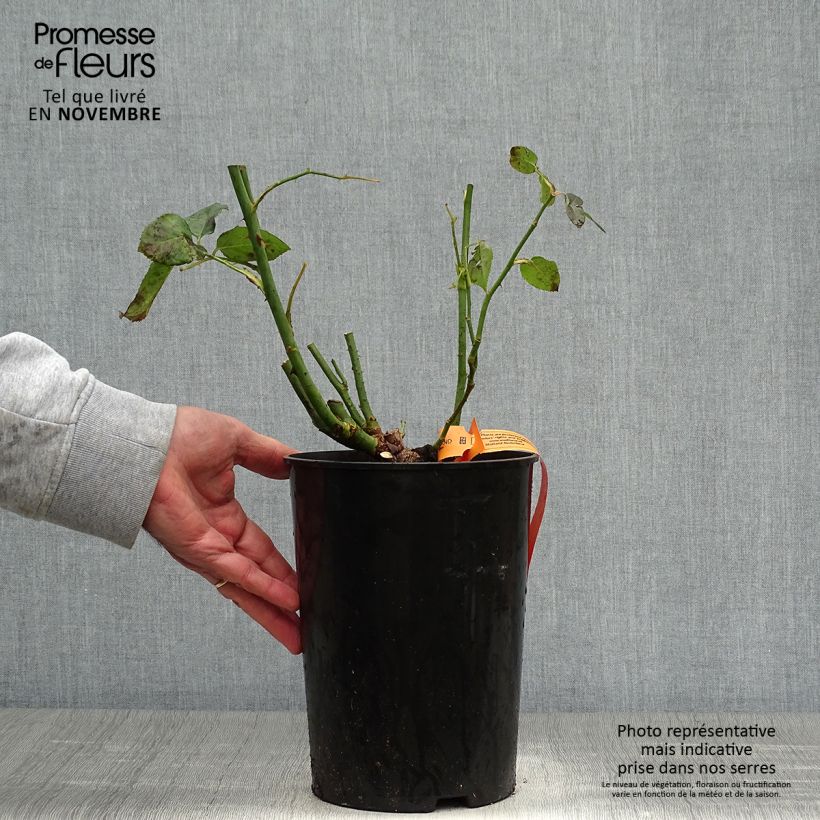 Exemplaar van Rosa Black Baccara - Grootbloemige roos Pot van 4 l/5 l zoals geleverd in de herfst