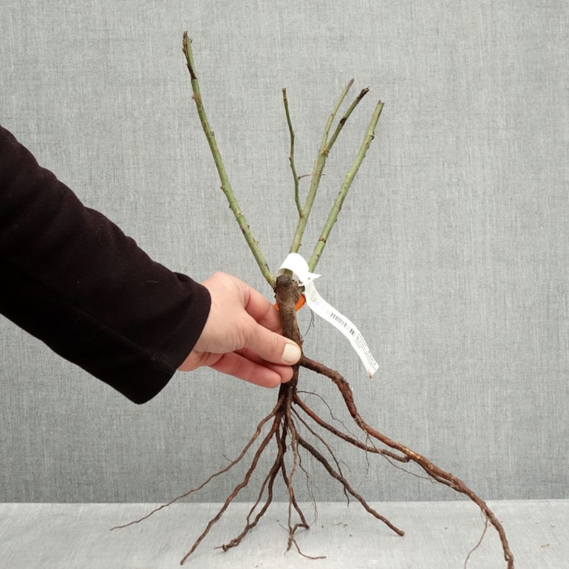 Exemplaar van Rosa Black Baccara - Grootbloemige roos Naakte wortel zoals geleverd in de winter