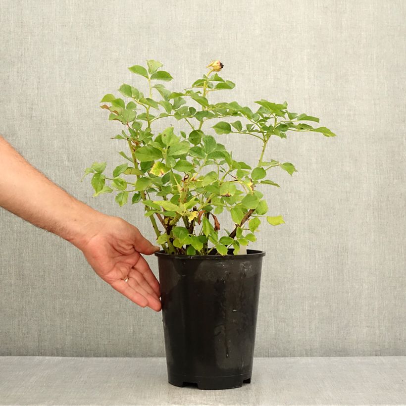 Exemplaar van Rosa Blue Eden - Grootbloemige roos Pot van 4 l/5 l zoals geleverd in de zomer