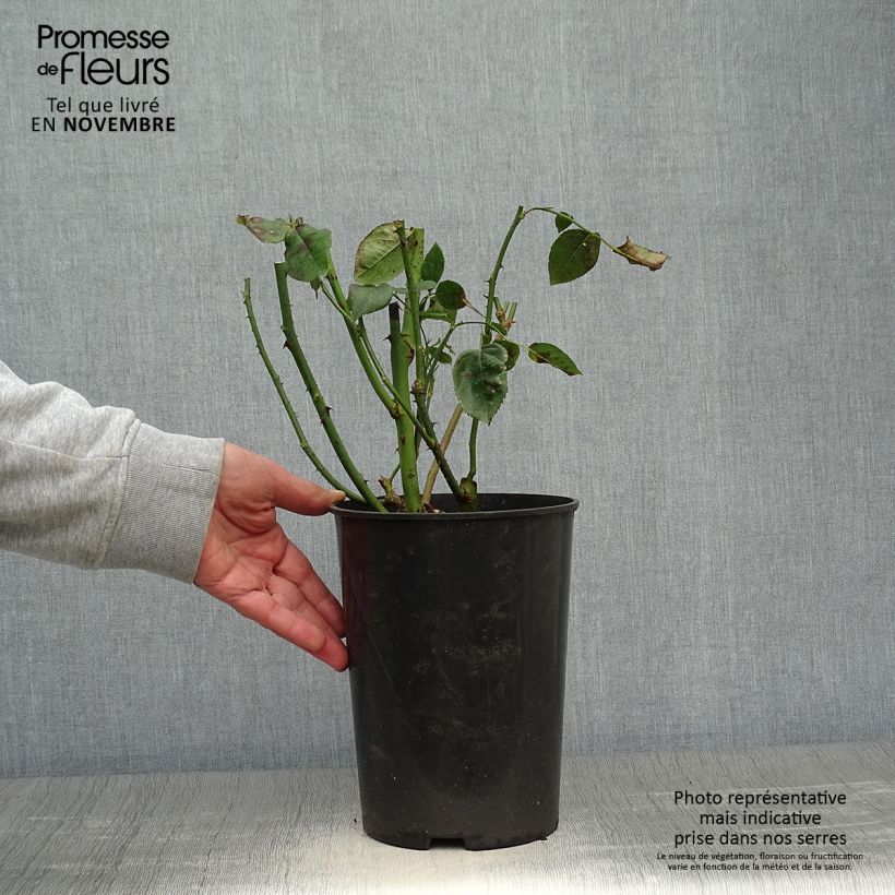 Exemplaar van Rosa Blue River - Grootbloemige roos Pot van 3 l/4 l zoals geleverd in de herfst
