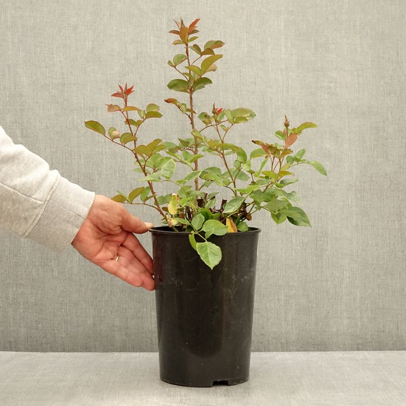 Exemplaar van Rosa Blue River - Grootbloemige roos Pot van 3 l/4 l zoals geleverd in de zomer
