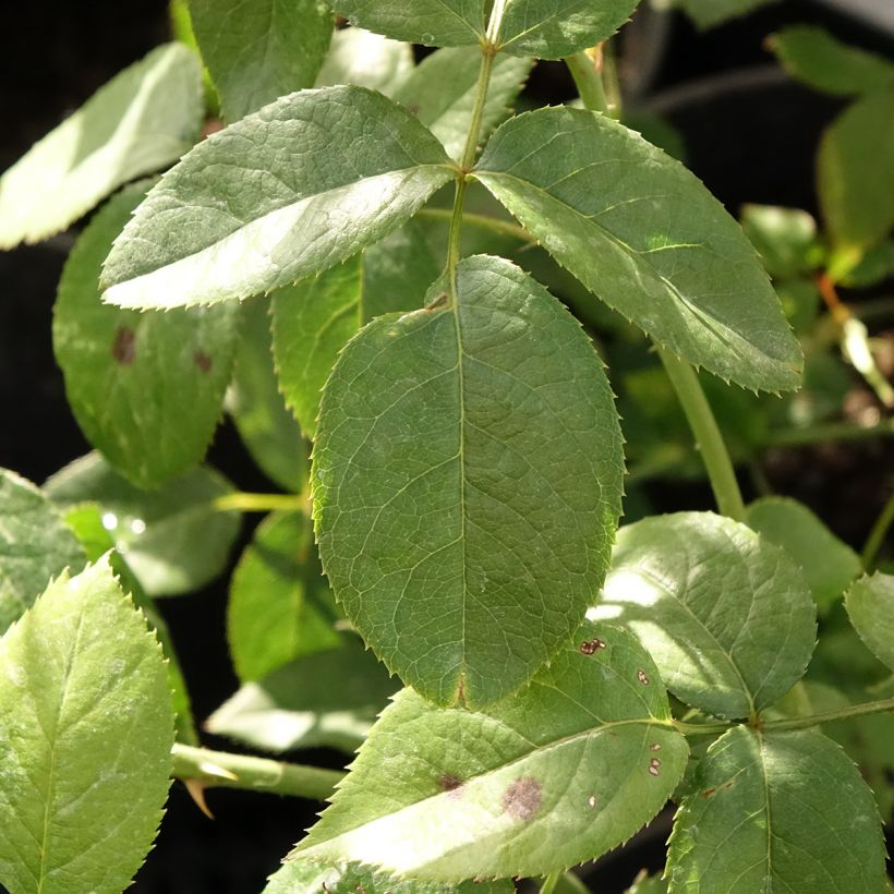 Rosa Blue River - Grootbloemige roos (Blad)