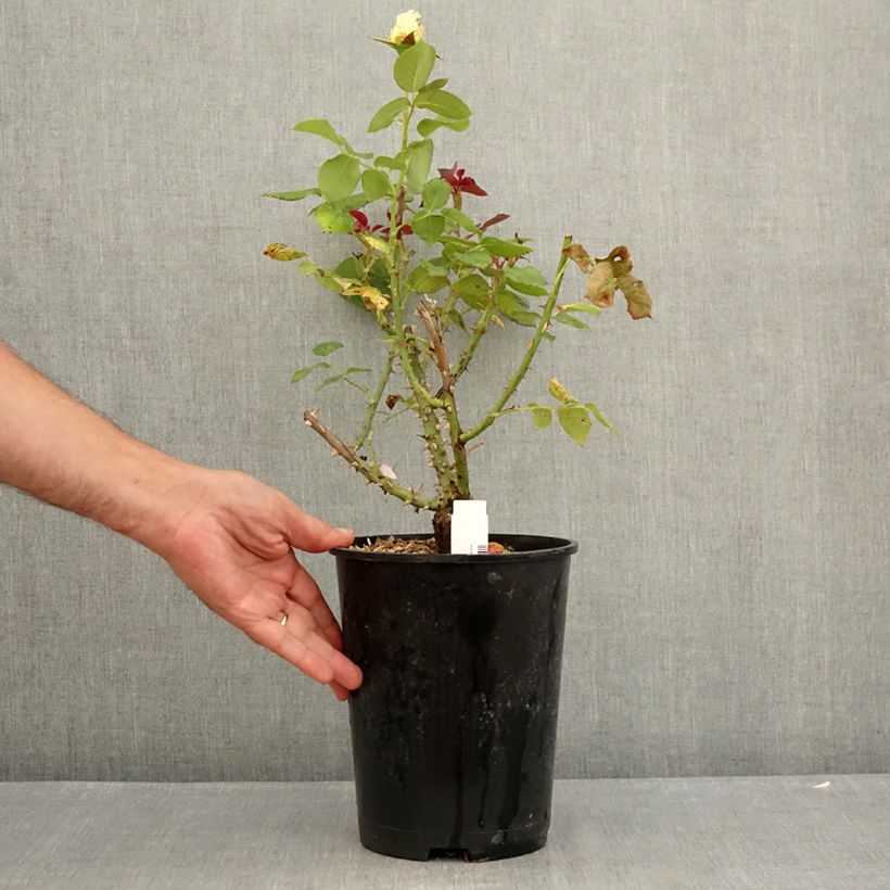 Exemplaar van Rosa Boreale - Grootbloemige roos Pot van 4 l/5 l zoals geleverd in de zomer