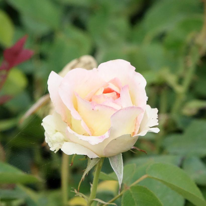 Rosa Boreale - Grootbloemige roos (Bloei)