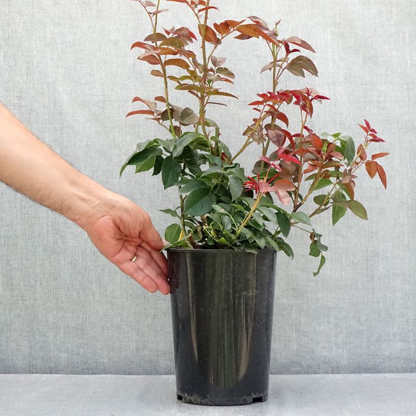 Exemplaar van Rosa Borneo Odore - Grootbloemige roos Pot van 4 l/5 l zoals geleverd in de zomer