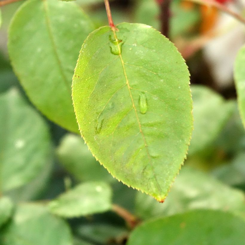 Rosa Winschoten - Grootbloemige roos (Blad)