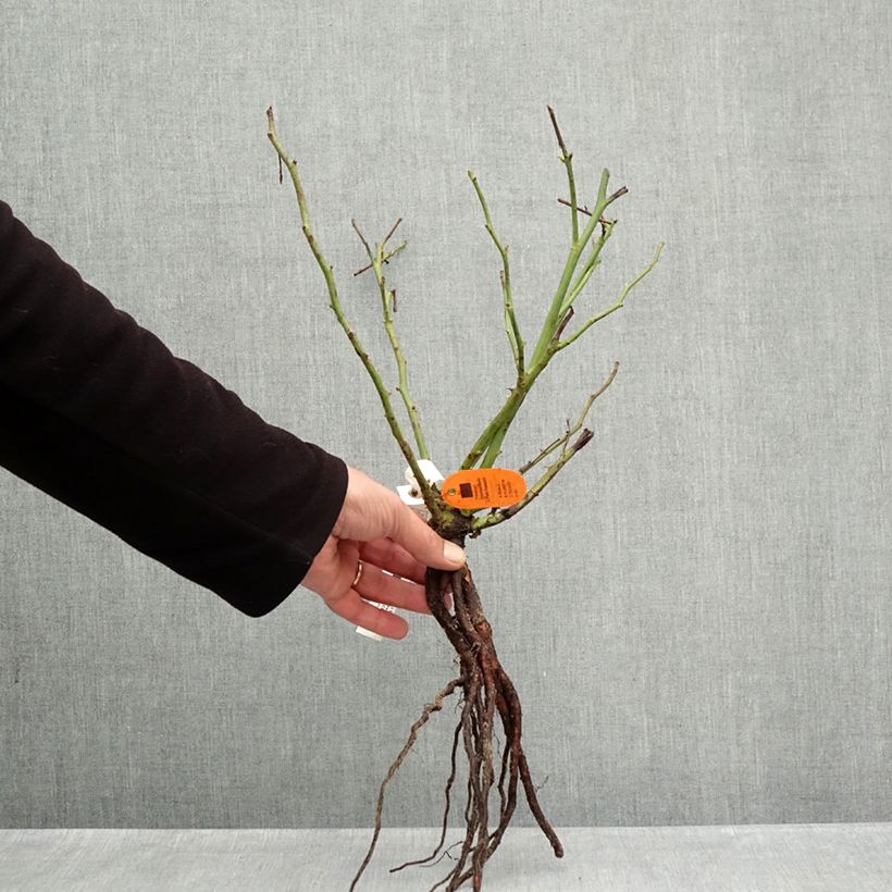 Exemplaar van Rosa Top Cream - Grootbloemige roos Naakte wortel zoals geleverd in de winter