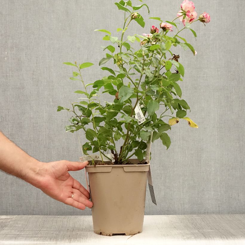 Exemplaar van Rosa Camille Pissarro - Grootbloemige roos Pot van 4 l/5 l zoals geleverd in de zomer
