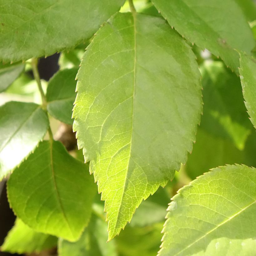 Rosa Catherine Frot - Grootbloemige roos (Blad)