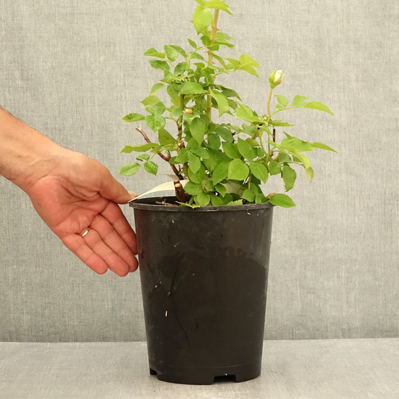 Example of Rosier à grandes fleurs Catherine Frot Pot van 4 l/5 l as you get in ete