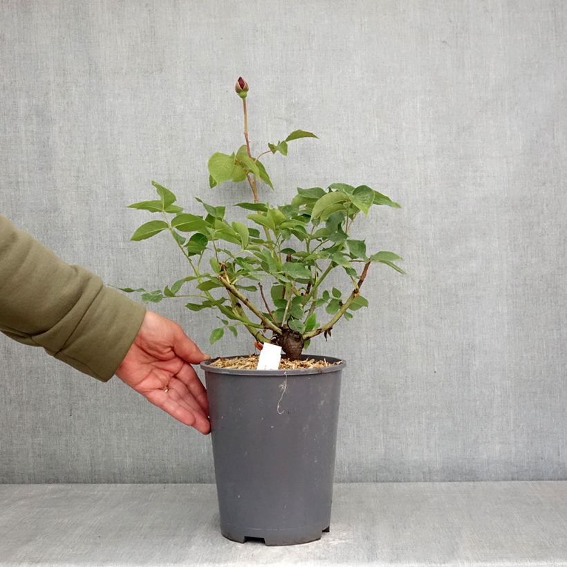 Exemplaar van Rosa Charles de Gaulle - Grootbloemige roos Pot van 4 l/5 l zoals geleverd in de lente