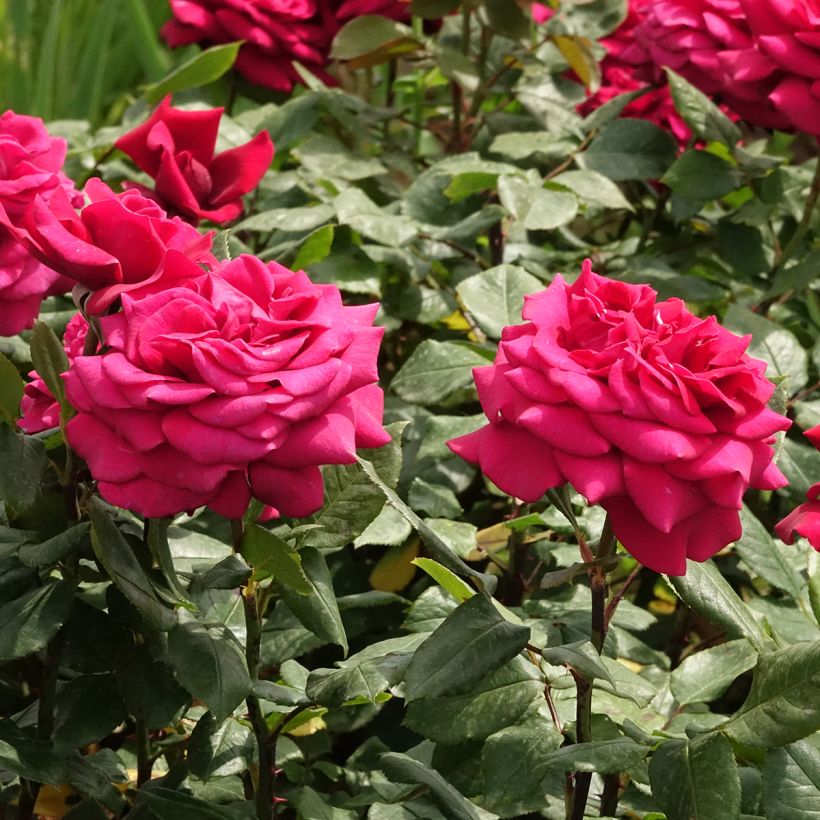 Rosa Charlotte Rampling - Grootbloemige roos (Bloei)