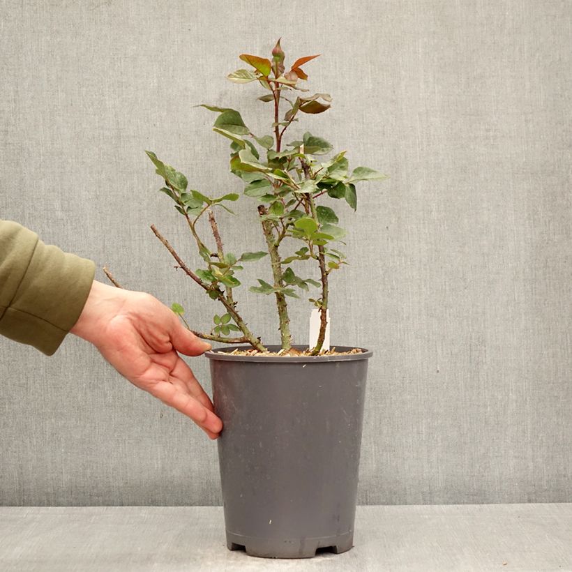 Exemplaar van Rosa Charlotte Rampling - Grootbloemige roos Pot van 4 l/5 l zoals geleverd in de lente