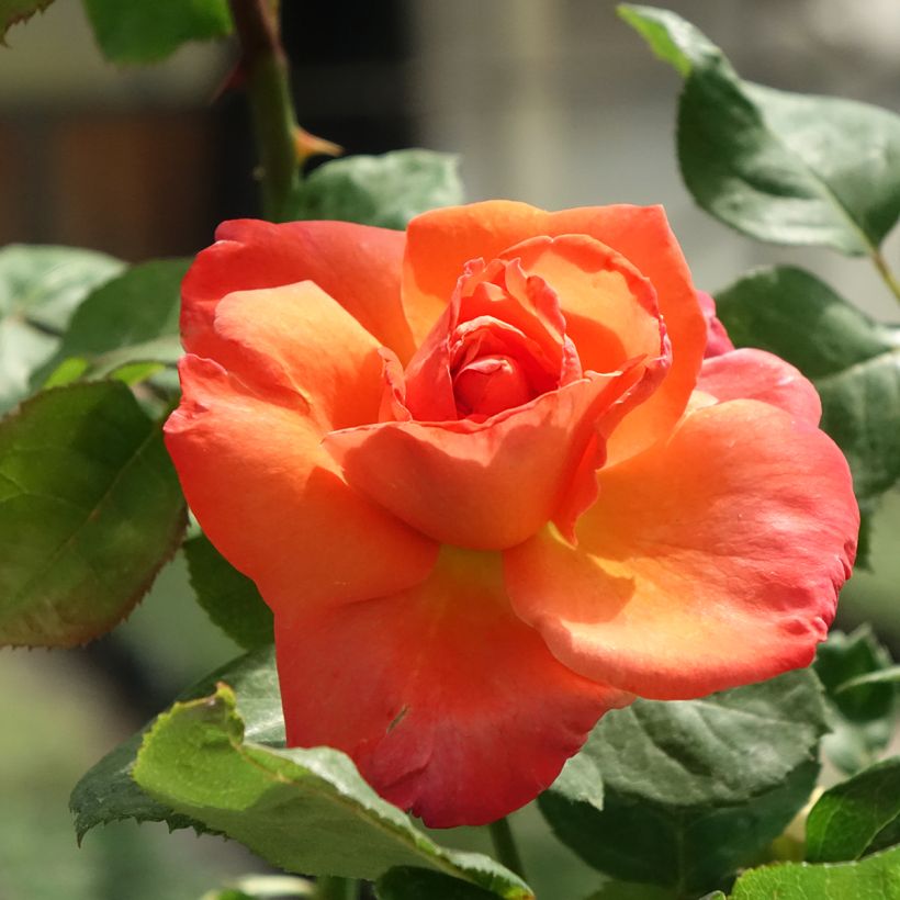 Rosa Christophe Colomb - Grootbloemige roos (Bloei)