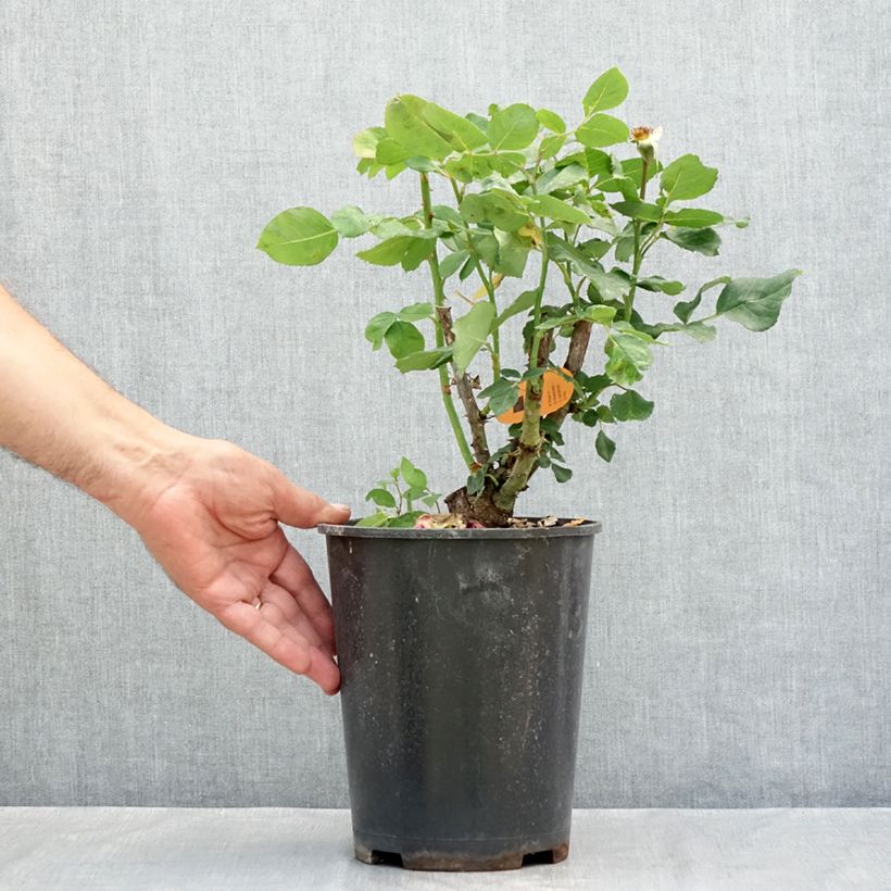 Exemplaar van Rosa Christophe Colomb - Grootbloemige roos Pot van 4 l/5 l zoals geleverd in de zomer