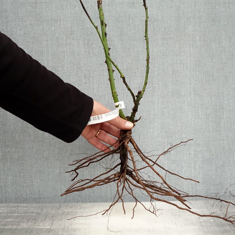 Example of Rosier à grandes fleurs Clair Renaissance Naakte wortel as you get in hiver