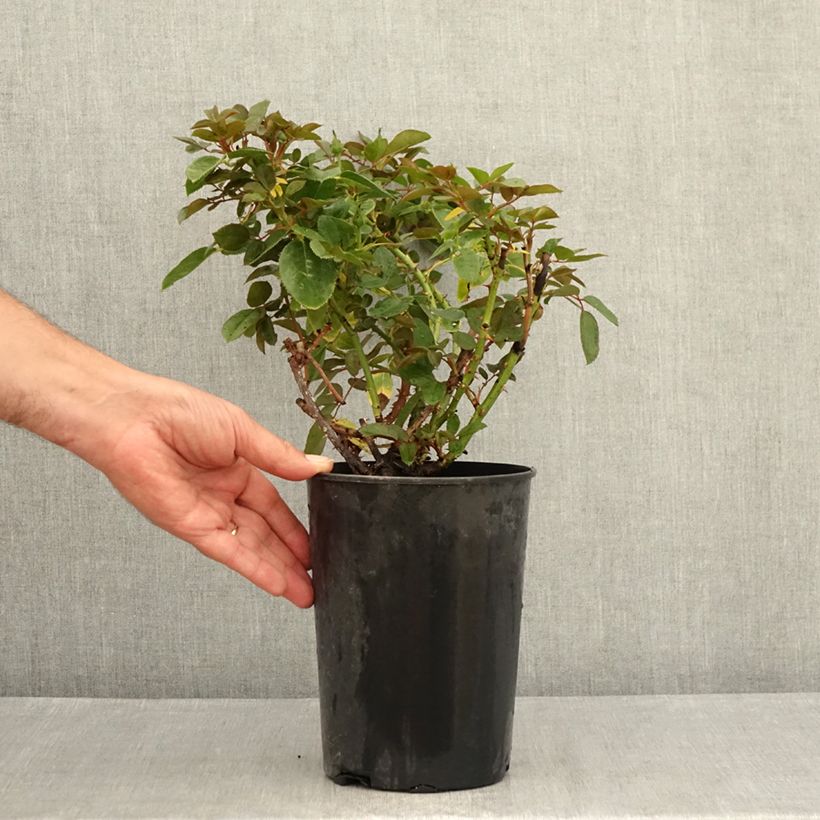 Exemplaar van Rosa Claire Marshall - Grootbloemige roos Pot van 2 l/3 l zoals geleverd in de zomer