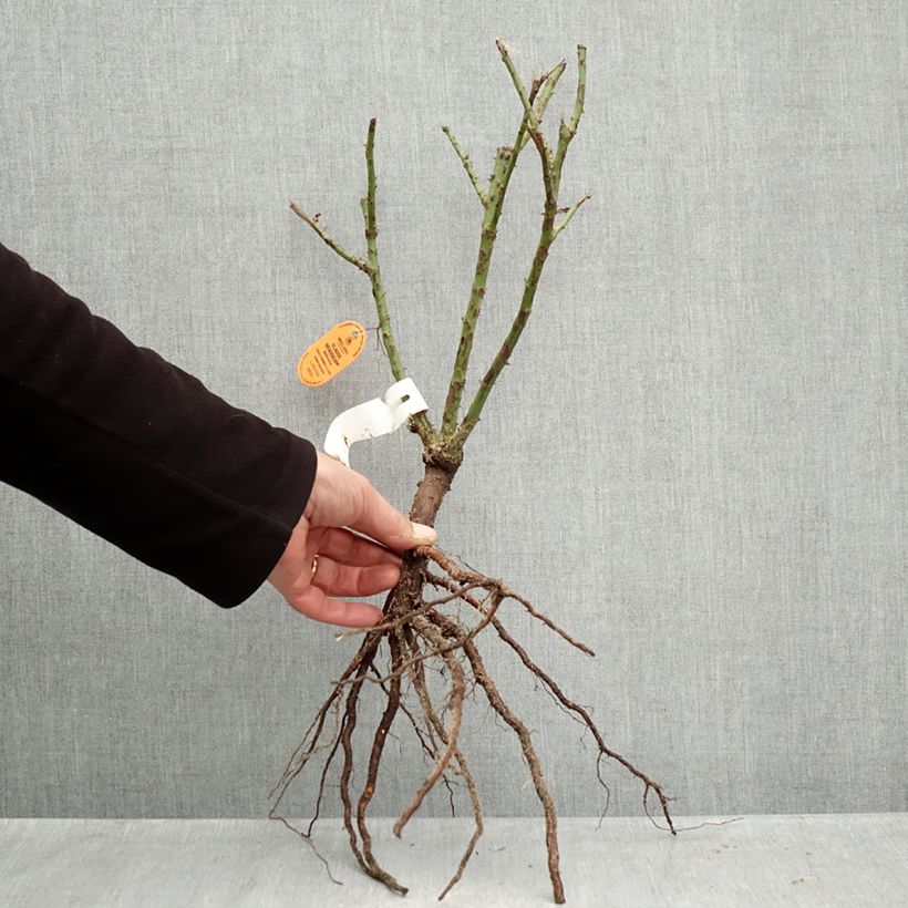 Example of Rosa Claude Brasseur - Grootbloemige roos Naakte wortel as you get in hiver