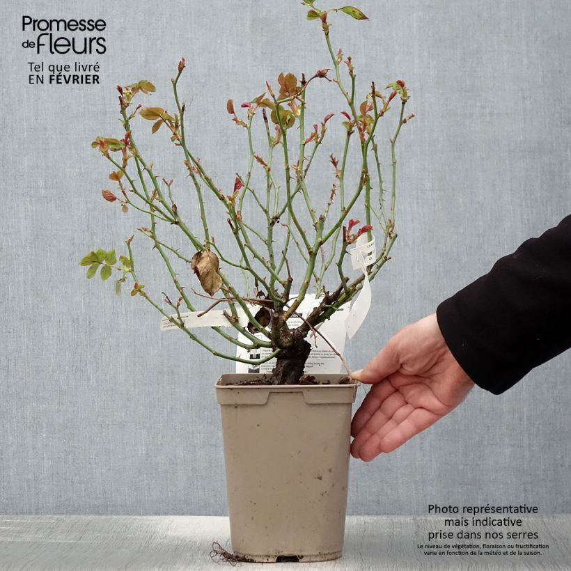 Exemplaar van Rosa Claude Monet - Grootbloemige roos Pot van 3 l/4 l zoals geleverd in de winter