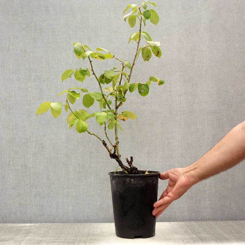 Exemplaar van Rosa Courage - Grootbloemige roos Pot van 4 l/5 l zoals geleverd in de zomer