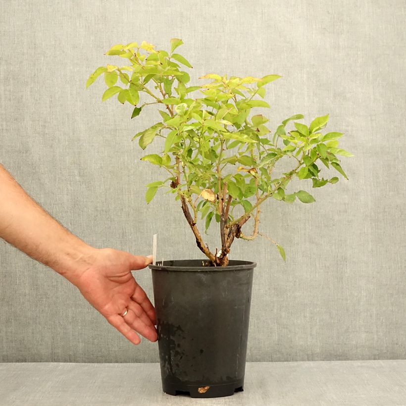 Exemplaar van Rosa Crazy Fashion - Grootbloemige roos Pot van 4 l/5 l zoals geleverd in de zomer