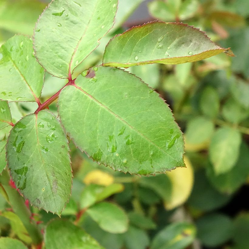 Rosa Criterion - Grootbloemige roos (Blad)