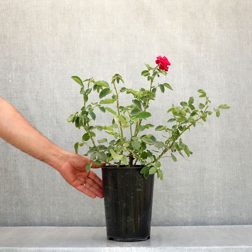 Exemplaar van Rosa Dame de Coeur - Grootbloemige roos Pot van 4 l/5 l zoals geleverd in de zomer