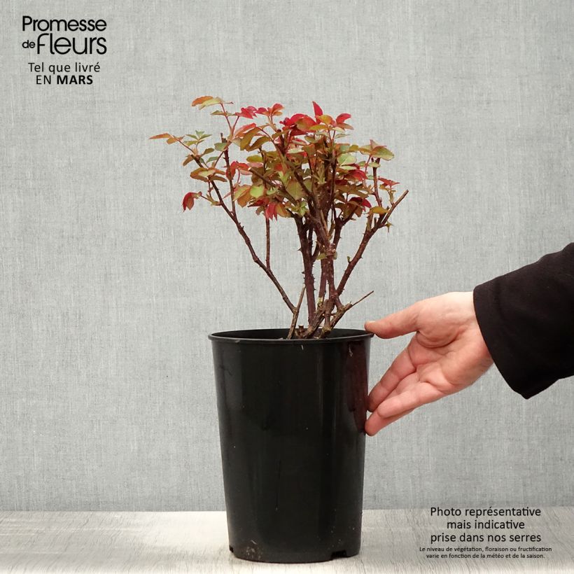 Exemplaar van Rosa Diamond Jubilee - Grootbloemige roos Pot van 4 l/5 l zoals geleverd in de lente