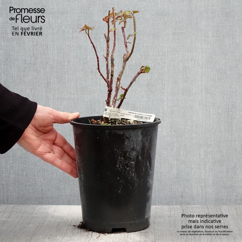 Example of Rosa Domaine de Chantilly - Grootbloemige roos Pot van 3 l/4 l as you get in hiver
